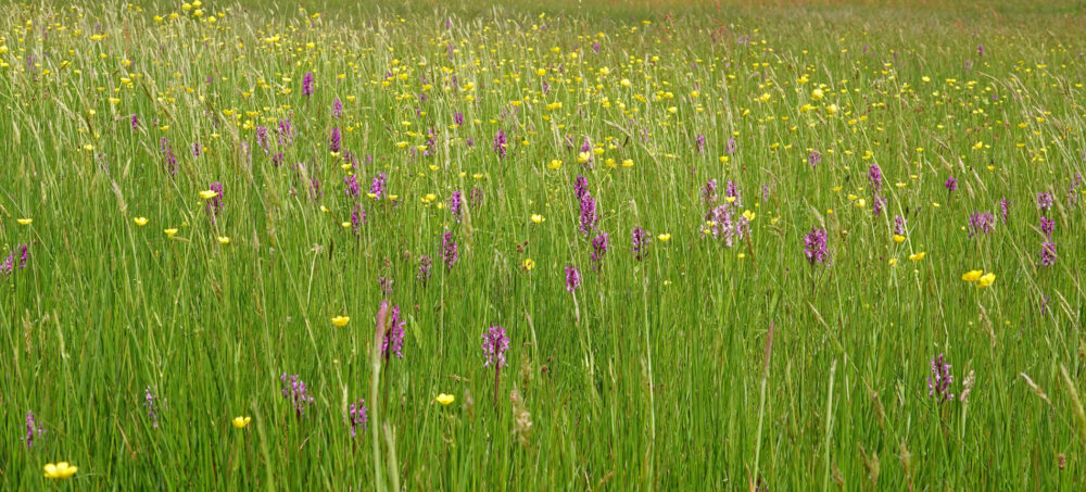 Bloeiende boterbloemen en orchideeën in het dal van het Anlooërdiepje (Drentsche Aa)