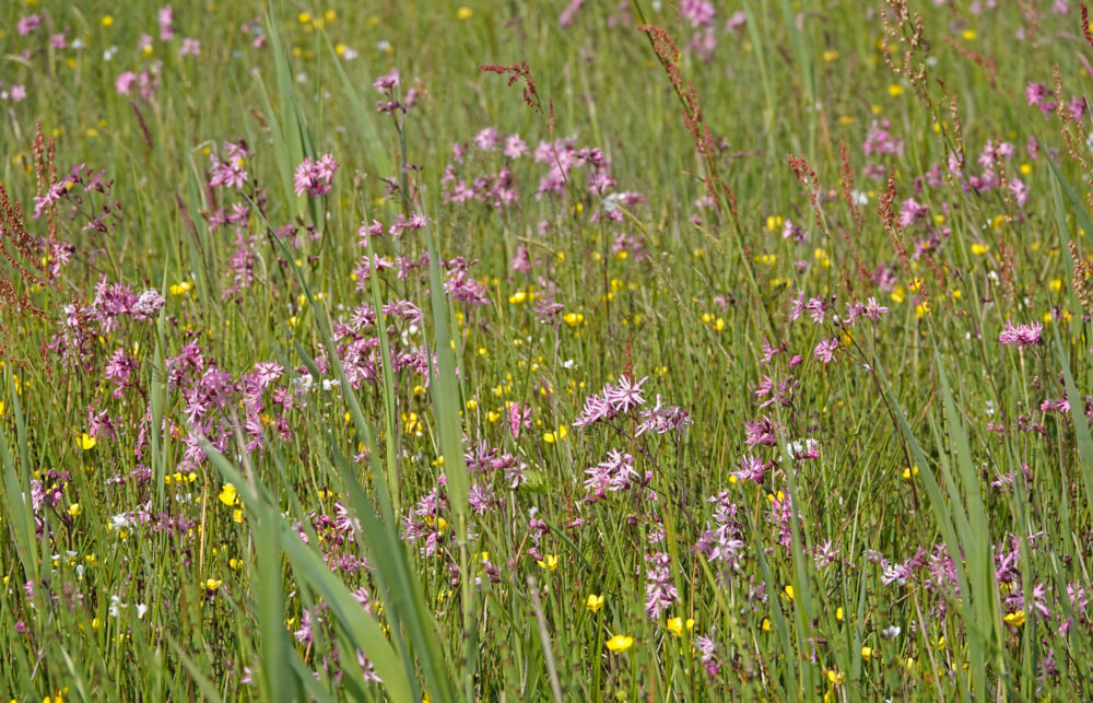 Echte koekoeksbloem bloeiend (Onlanden)