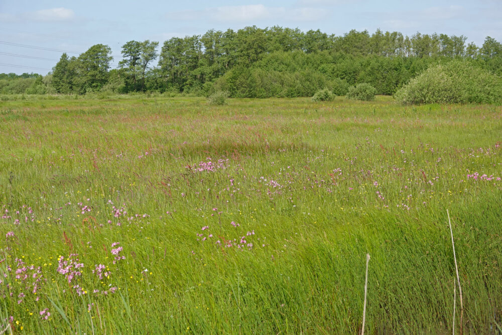 Bloeiende echte koekoeksbloem (Weeringsbroeken)