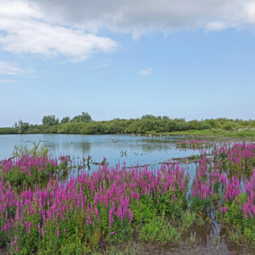 Bloeiende grote kattenstaart in de Westerplas (Schiermonnikoog)