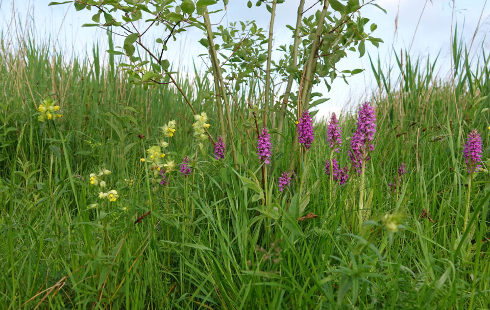 Bloeiende grote ratelaar en orchideeën langs Onlandse Dijk (Onlanden)