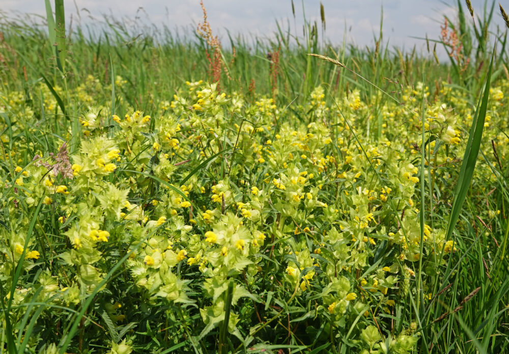 Bloeiende grrote ratelaar in de Onlanden