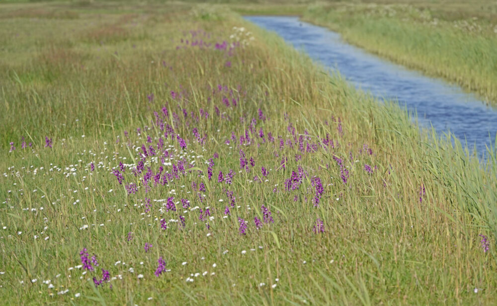 Bloeiende harlekijnen in Waalenburg (Texel)