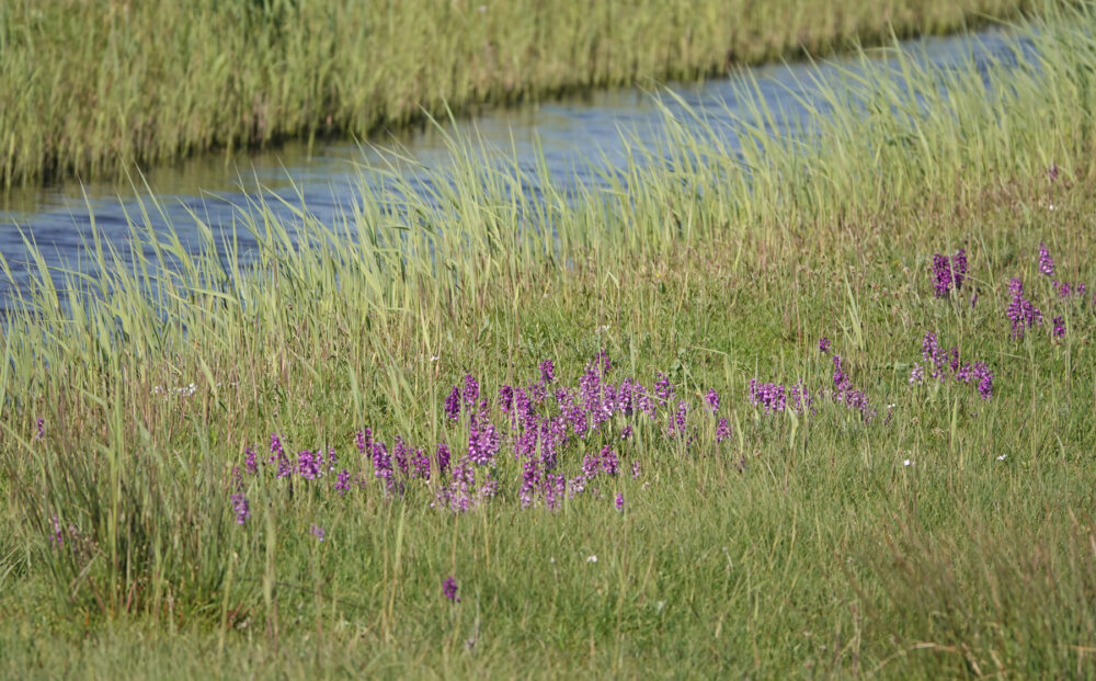 Bloeiende harlekijnen in Waalenburg (Texel)