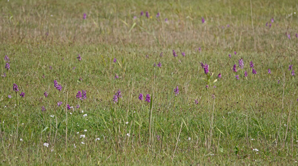 Bloeiende harlekijnen in Waalenburg (Texel)