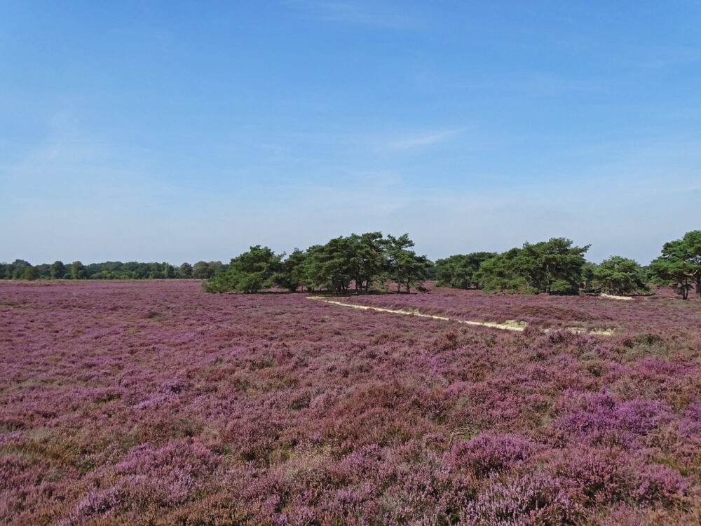 Bloeiende heide Balloërveld