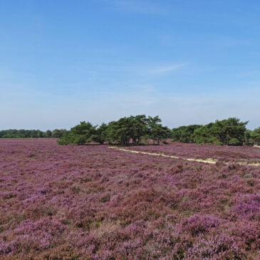 Bloeiende heide Balloërveld