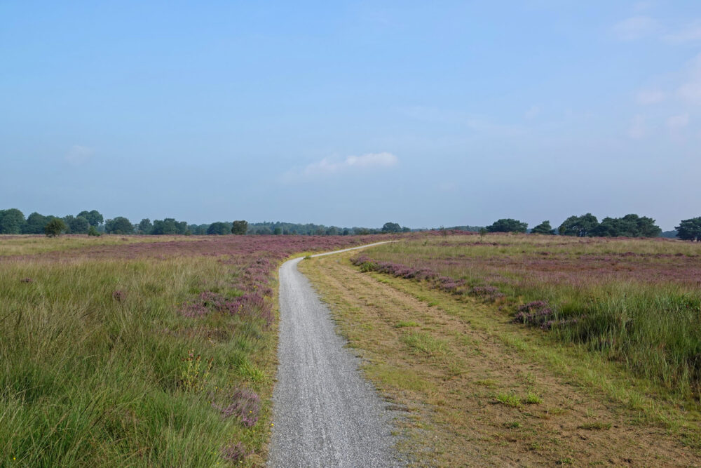 Bloeiende heide (Balloërveld)