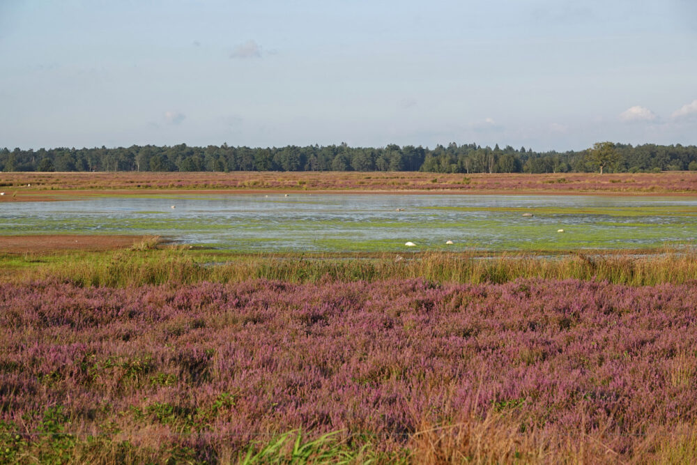 Bloeiende heide (Noordenveld op Dwingelderveld)