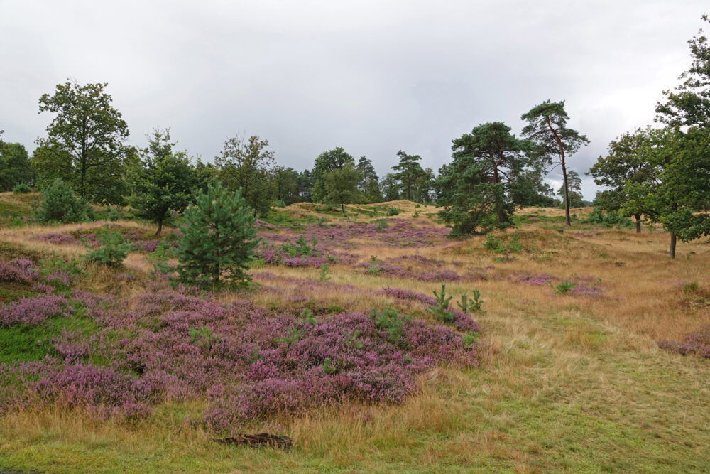 Bloeiende heide op het Aekingerzand