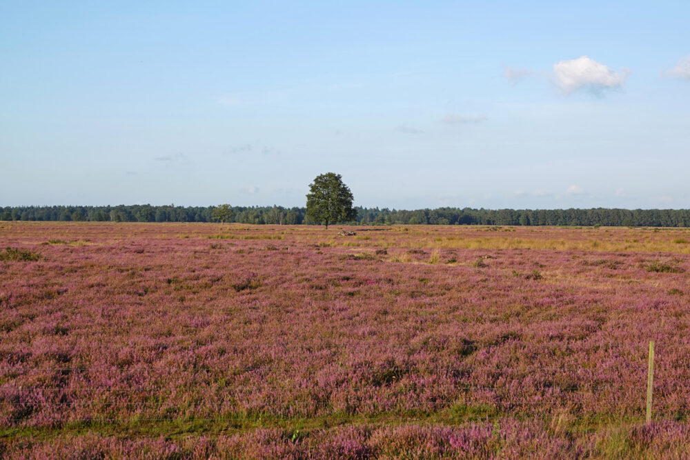Bloeiende heide op het Dwingelderveld
