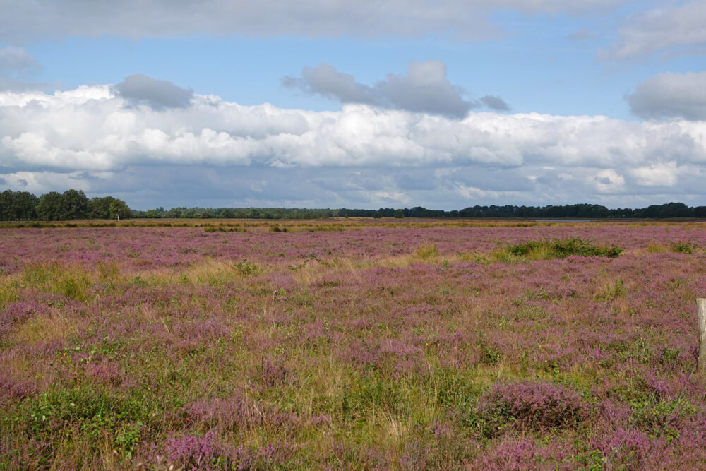 Bloeiende heide op het Scharreveld