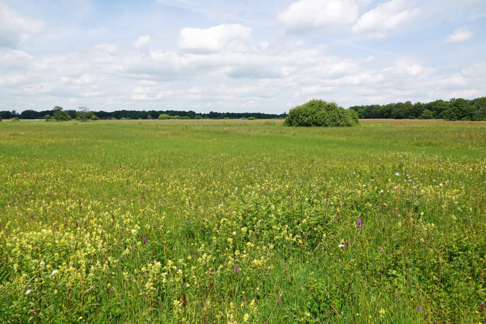 Bloeiende hooilanden (beekdal Taarlosche Diep)