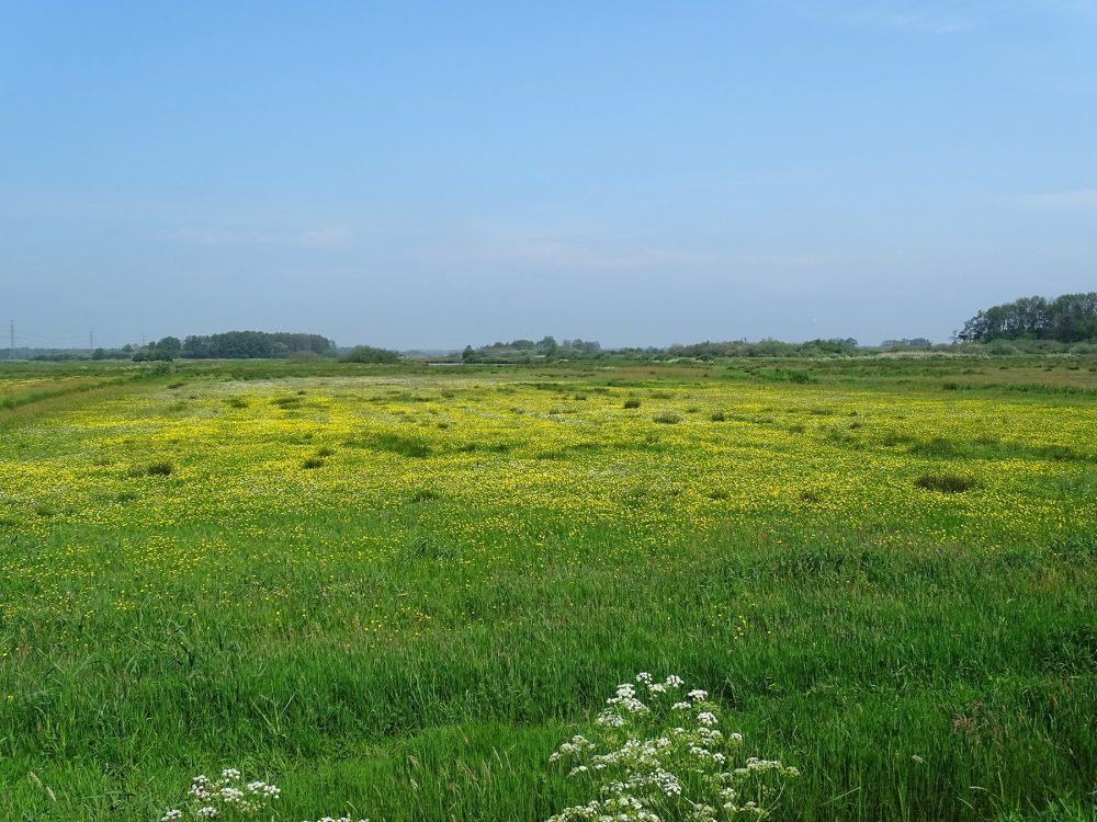 Bloeiende hooilanden in Onlanden