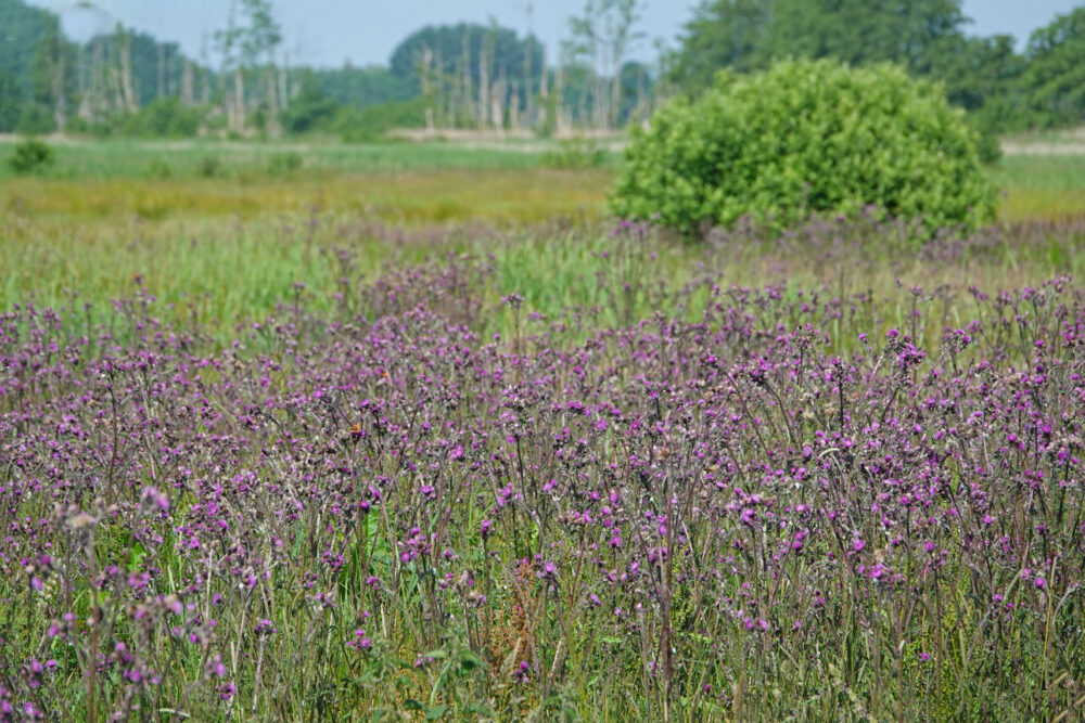 Bloeiende kale jonkers in de Broekenweering (Onlanden)