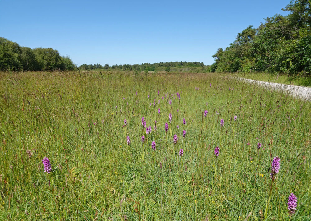 Bloeiende orchideeën in het Kapenglop (Schiermonnikoog)