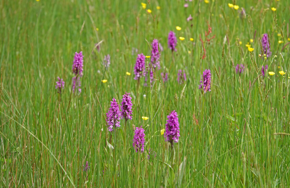 Bloeiende orchideeën in het dal van het Anlooërdiepje (Drentsche Aa)
