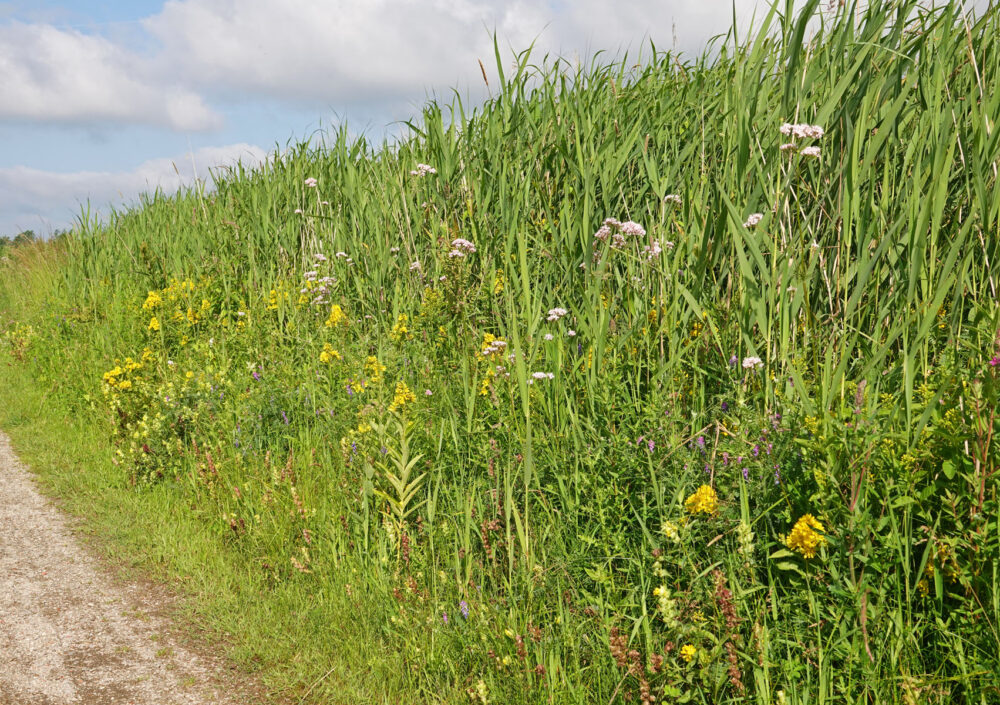 Bloeiende planten langs Onlandse Dijk (Matslootgebied)