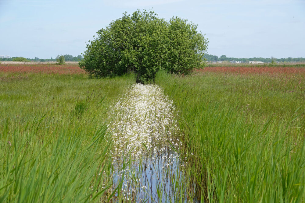 Bloeiende waterviolier in de Weeringsbroeken (Onlanden)