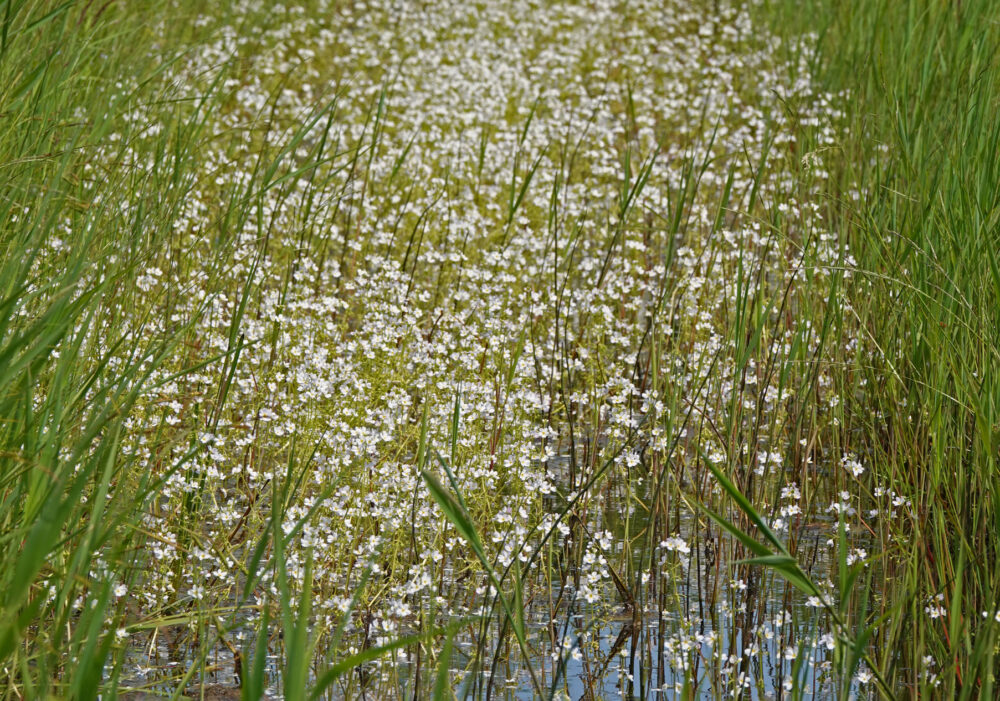 Bloeiende waterviolier in de Weeringsbroeken (Onlanden)