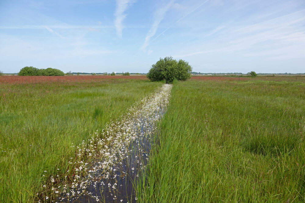 Bloeiende waterviolier in de Weeringsbroeken (Onlanden)