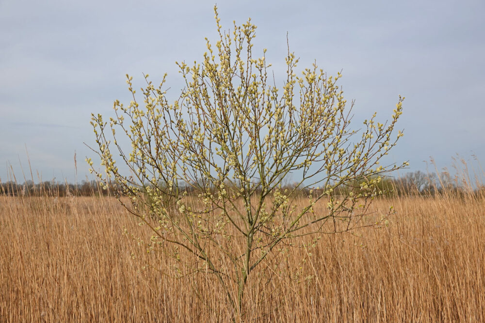 Bloeiende wilgenkatjes (Onlanden)
