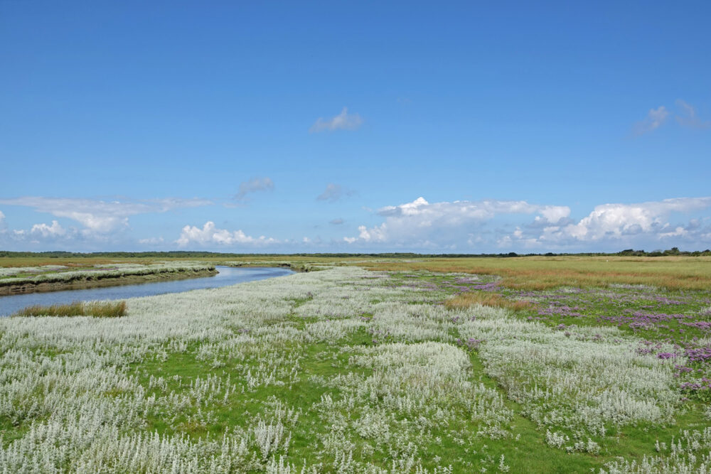 Bloeiende zeealsem op Binnenkwelder (Schiermonnikoog)