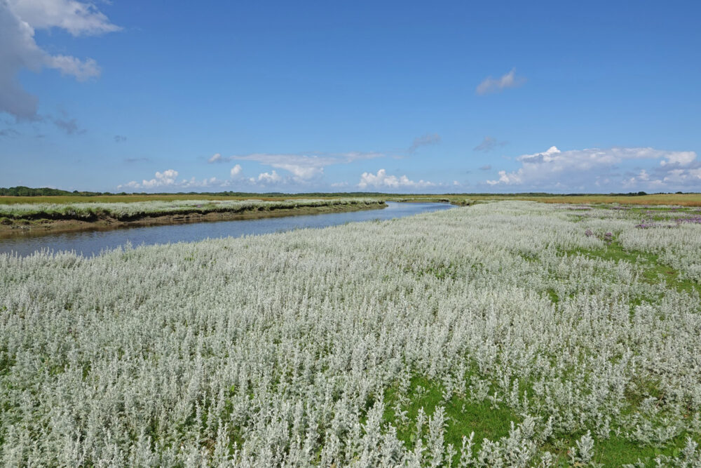 Bloeiende zeealsem op Binnenkwelder (Schiermonnikoog)