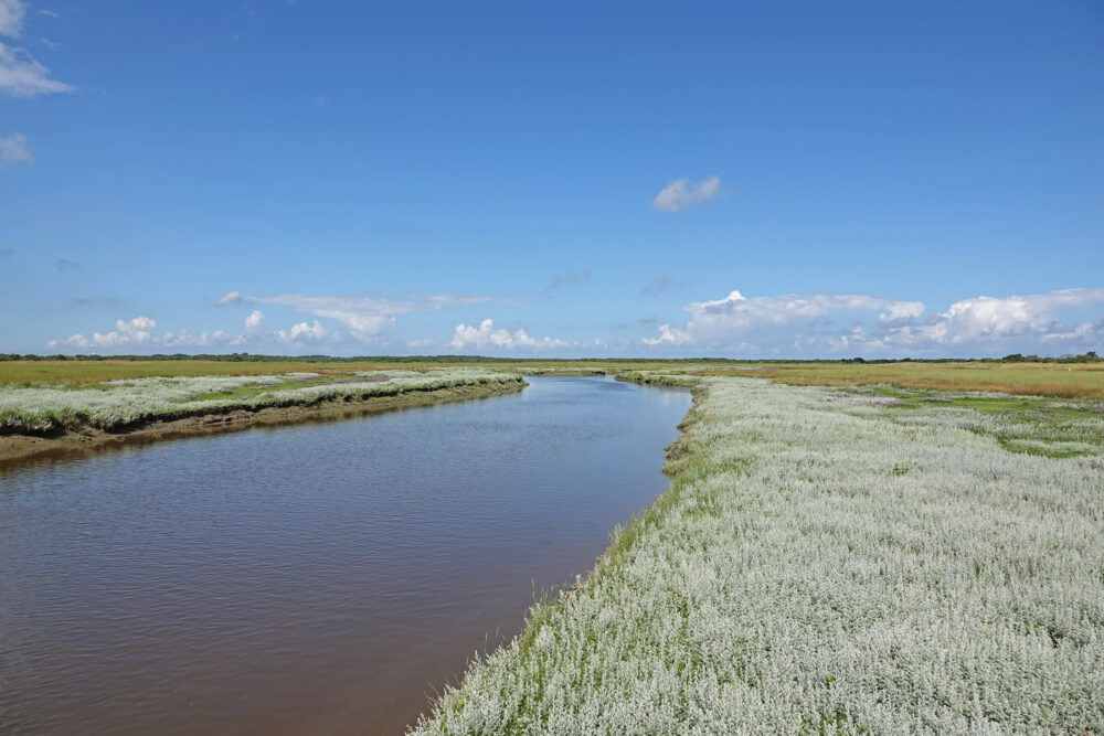 Bloeiende zeealsem op Binnenkwelder (Schiermonnikoog)