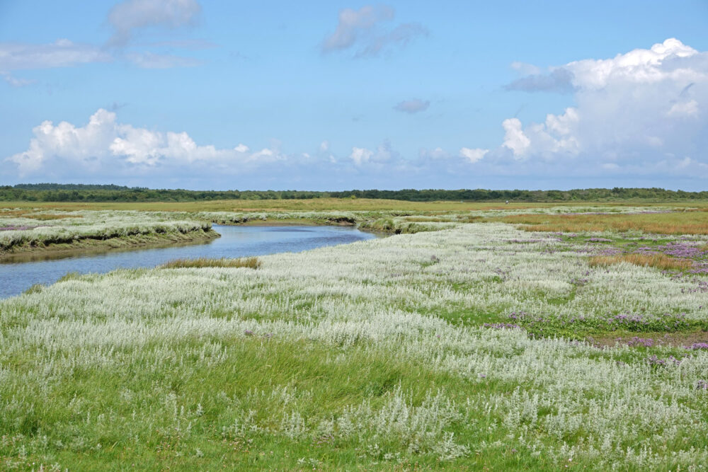 Bloeiende zeealsem op Binnenkwelder (Schiermonnikoog)