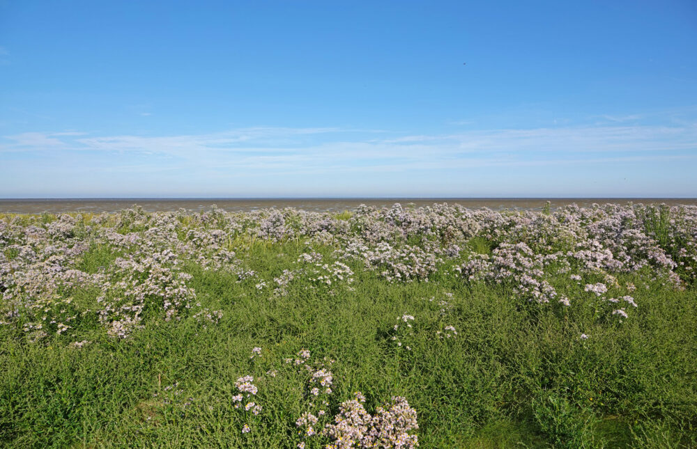 Bloeiende zeeasters op kwelders Westhoek