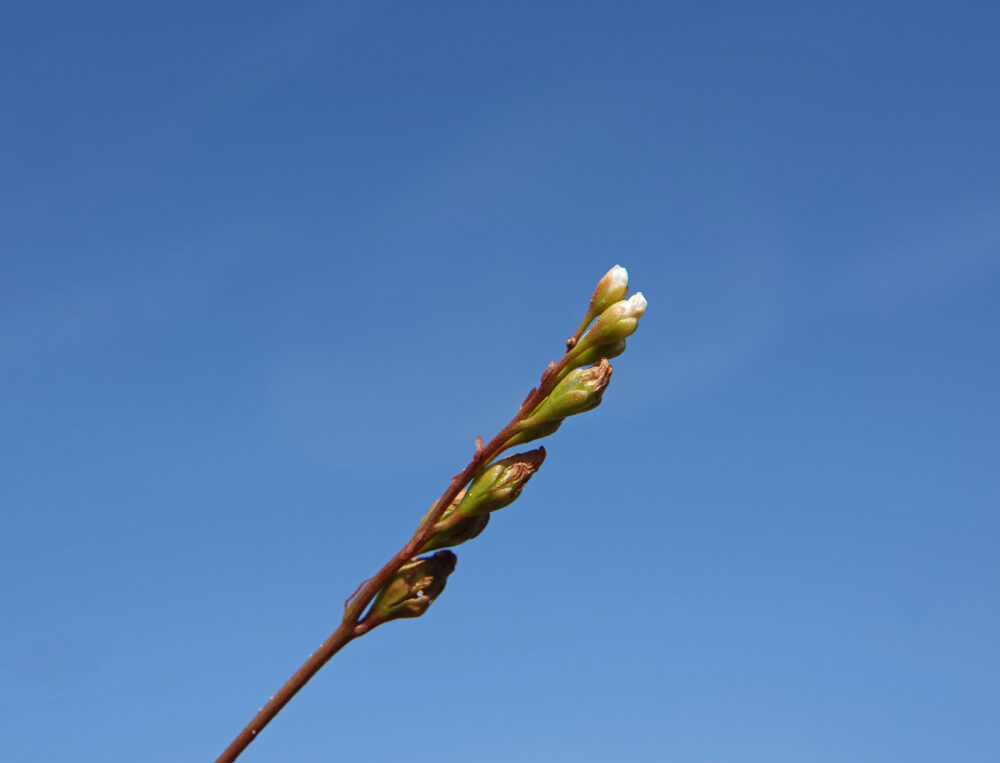 Bloem van de kleine zonnedauw