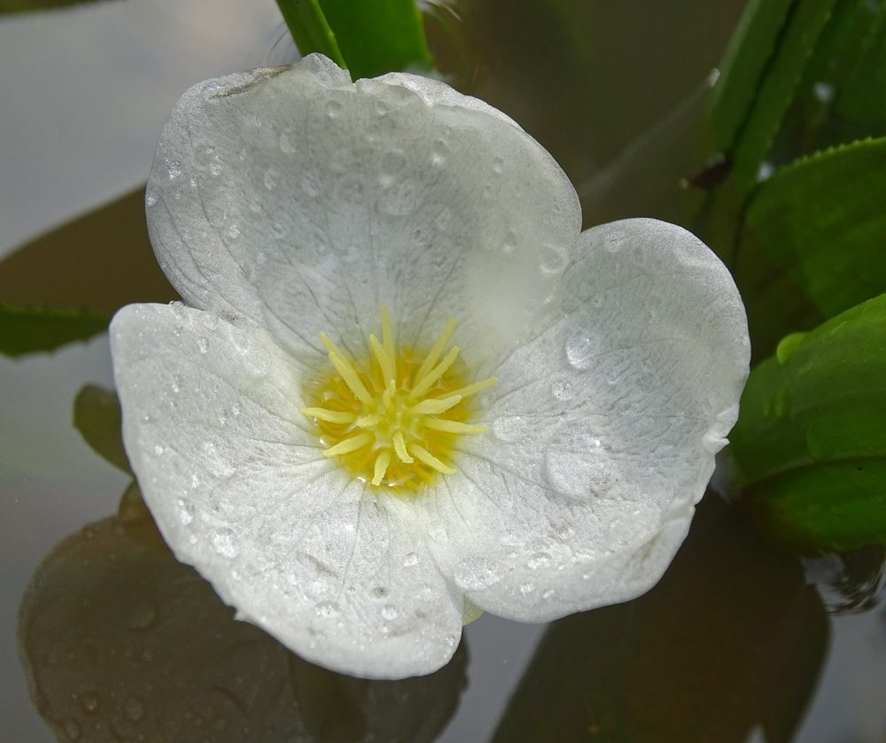 Bloem van krabbenscheer (Onlanden)