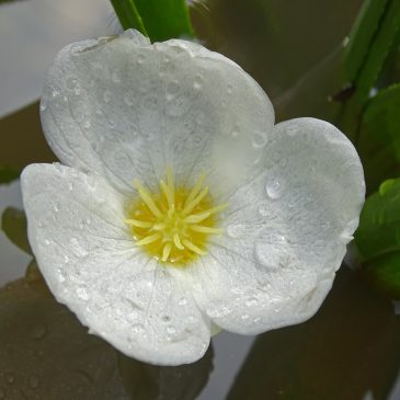 Bloem van krabbescheer (Onlanden)