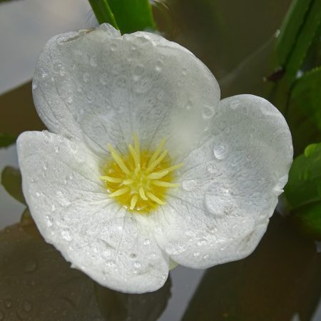 Bloem van krabbescheer (Onlanden)