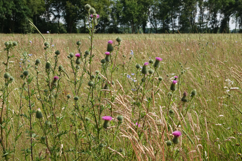 Bloemrijke akkers in Drentsche Aa