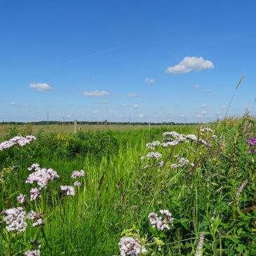 Bloemrijke bermen langs de Snegelstukken (Onlanden)