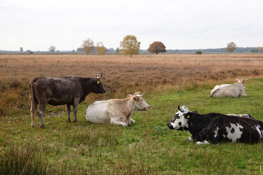 Blonde Aquitaines op de Kraloërheide (Dwingelderveld)