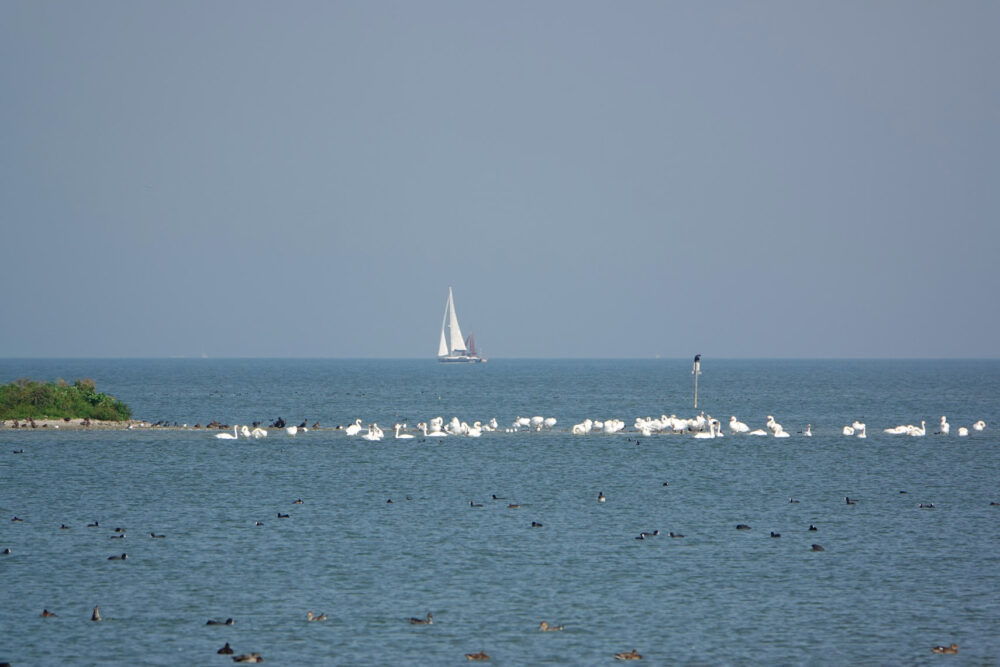 Bocht fan Molkwar
