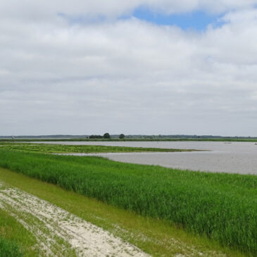 Bochtjesplaat (Lauwersmeer)