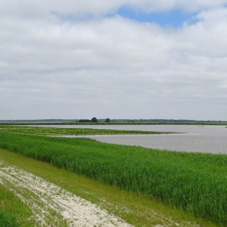 Bochtjesplaat (Lauwersmeer)
