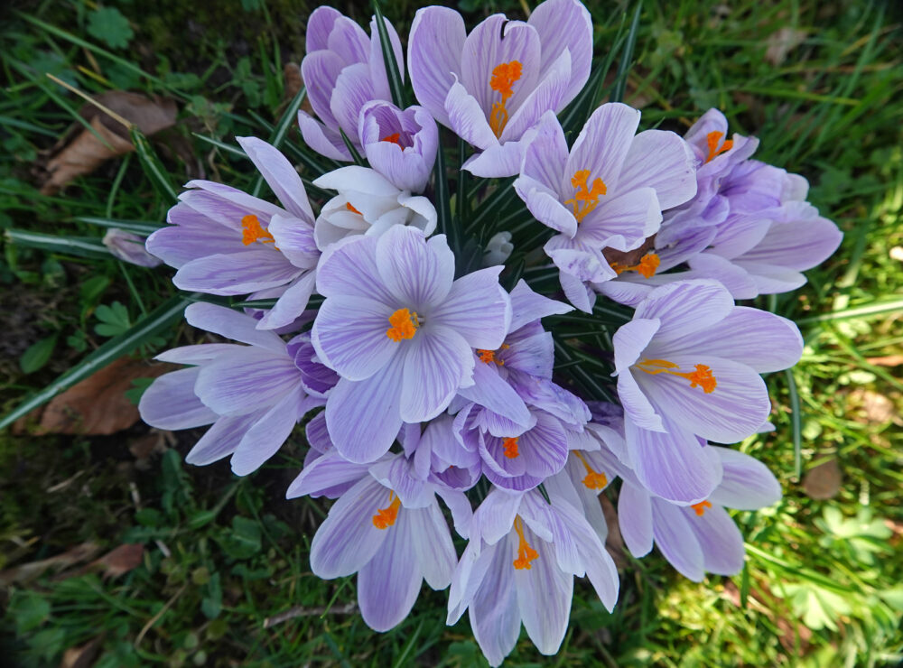 Boerenkrokus