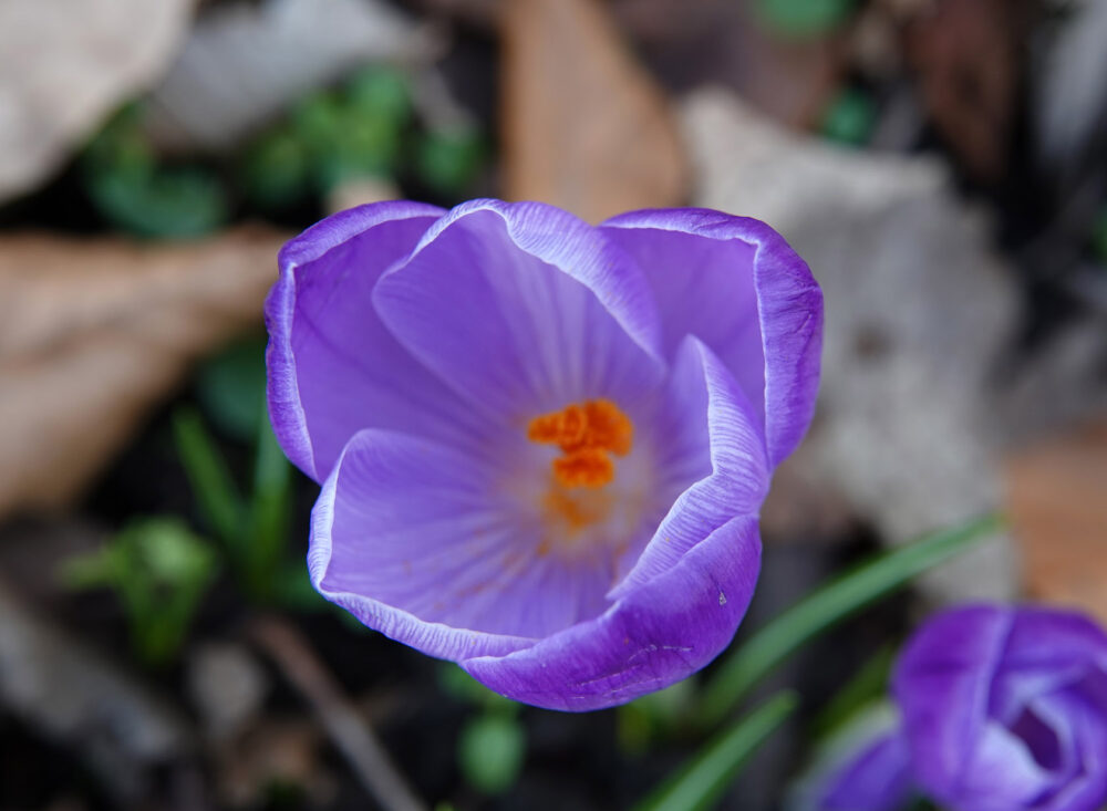 Boerenkrokus