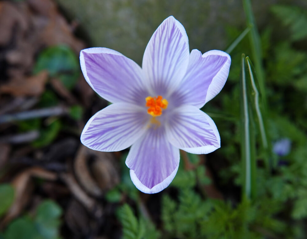 Boerenkrokus