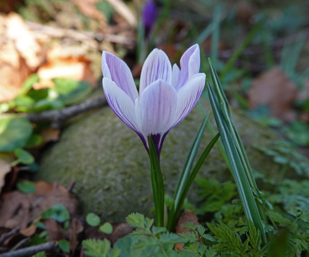 Boerenkrokus