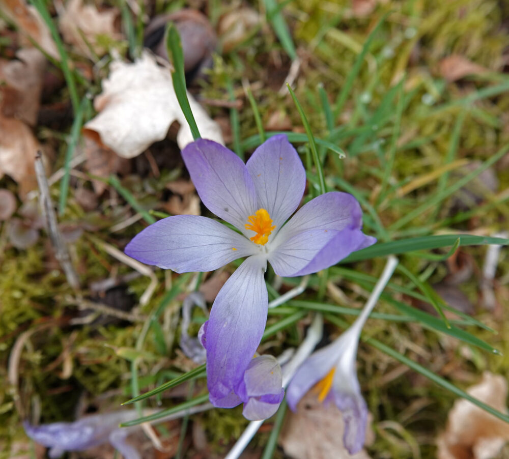 Boerenkrokus