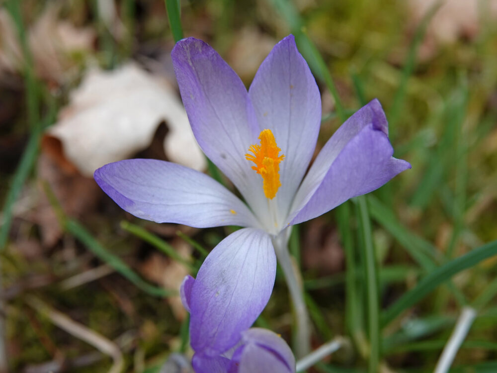 Boerenkrokus