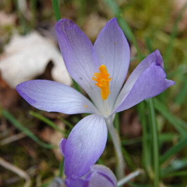 Boerenkrokus