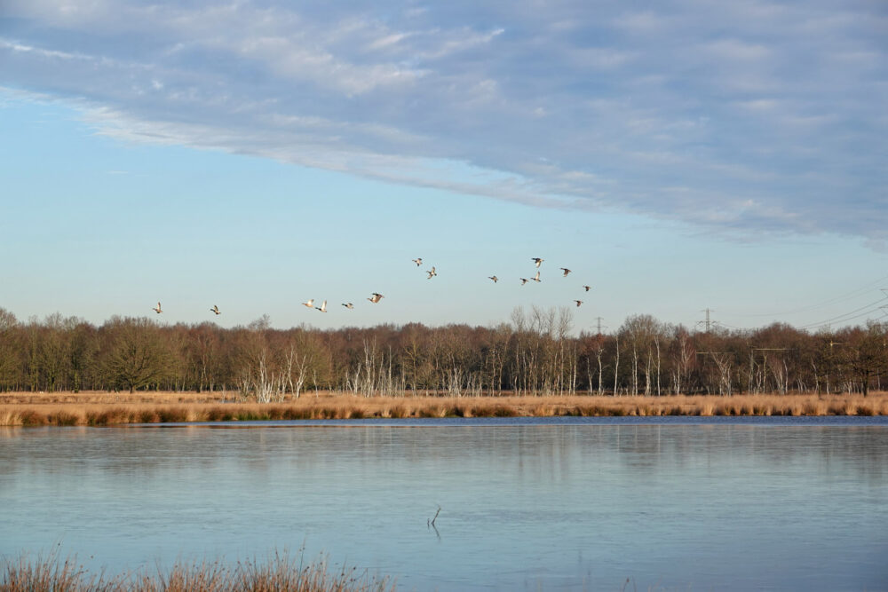Boerenveensche plassen