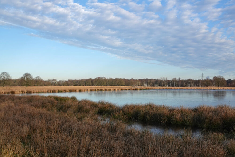 Boerenveensche plassen